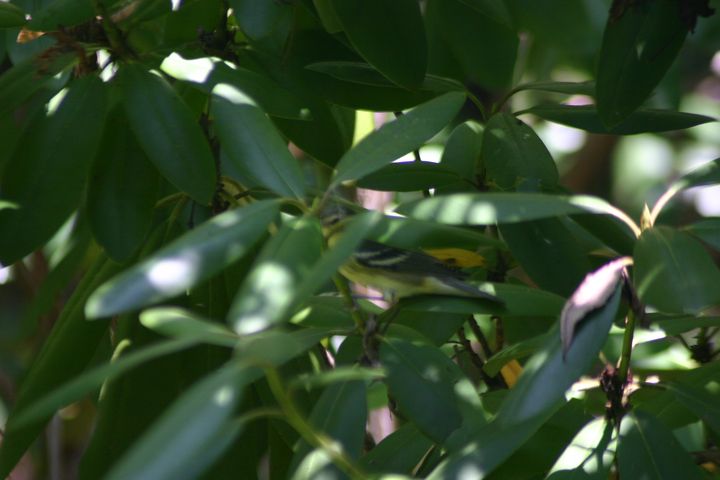 Chestnut-sided Warbler photographed at Holston Hills Road, Knoxville, Tennessee in 2005