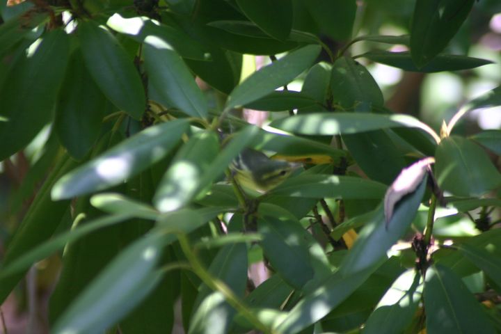 Chestnut-sided Warbler photographed at Holston Hills Road, Knoxville, Tennessee in 2005
