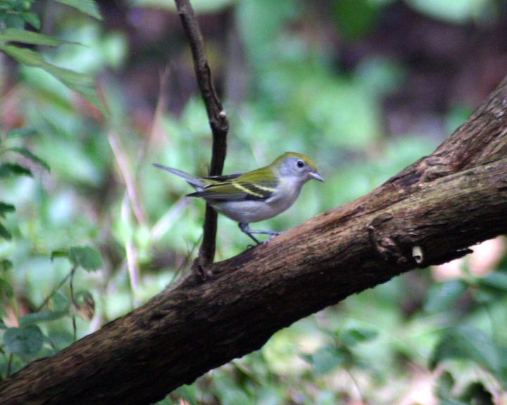 Chestnut-sided Warbler photographed at Holston Hills Road, Knoxville, Tennessee in 2005