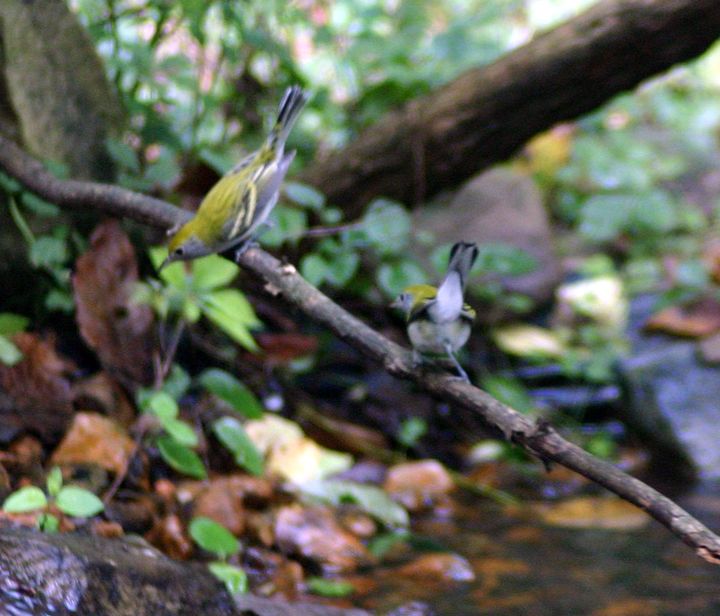Chestnut-sided Warbler photographed at Holston Hills Road, Knoxville, Tennessee in 2005