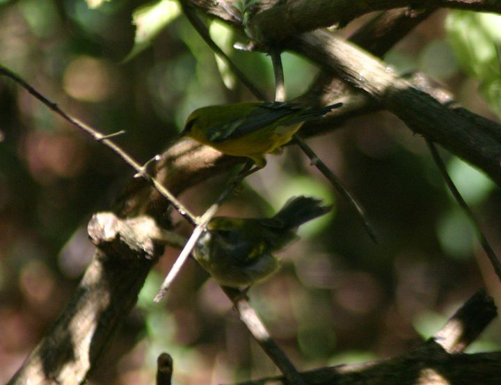 Golden-winged Warbler and Blue-winged Warbler photographed at Holston Hills Road, Knoxville, Tennessee in 2005