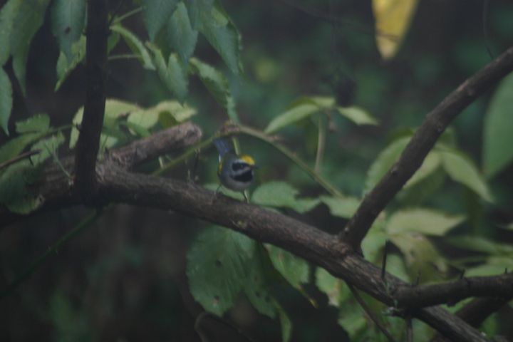 Golden-winged Warbler photographed at Holston Hills Road, Knoxville, Tennessee in 2005