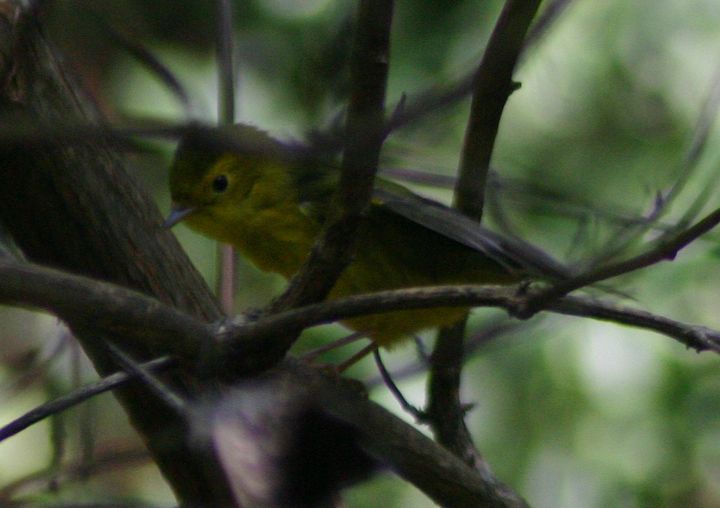 Hooded Warbler photographed at Holston Hills Road, Knoxville, Tennessee in 2005