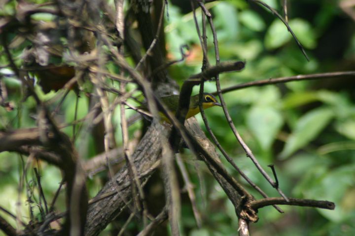 Kentucky Warbler photographed at Holston Hills Road, Knoxville, Tennessee in 2005