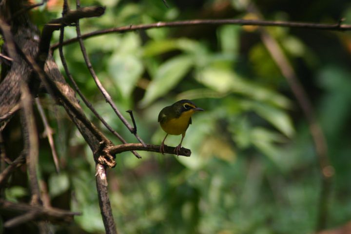Kentucky Warbler photographed at Holston Hills Road, Knoxville, Tennessee in 2005