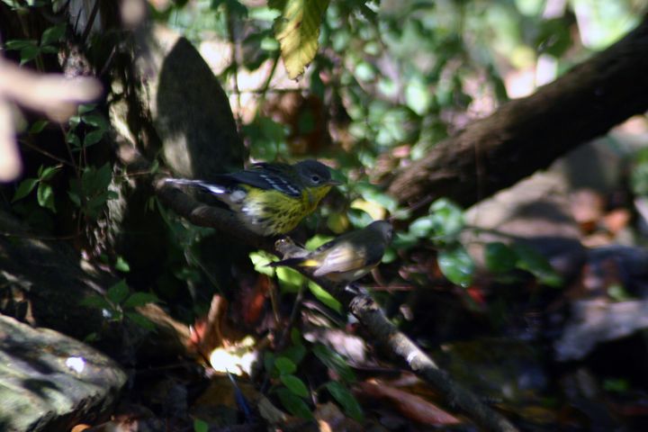 Magnolia Warbler photographed at Holston Hills Road, Knoxville, Tennessee in 2005