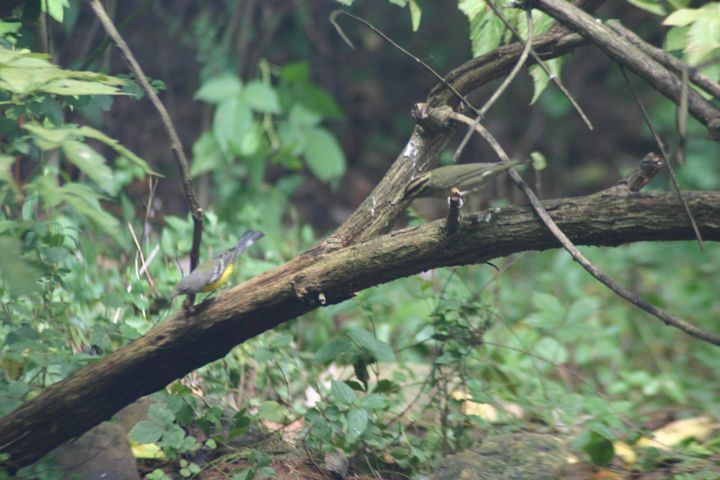 Magnolia Warbler and Worm-eating Warbler photographed at Holston Hills Road, Knoxville, Tennessee in 2005