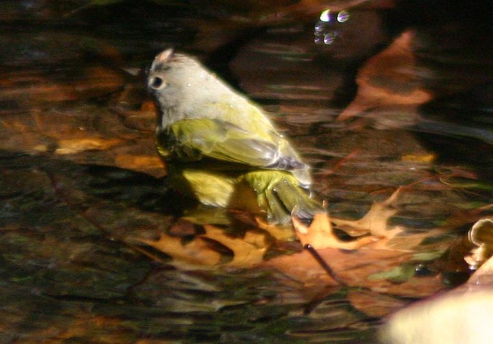 Nashville Warbler photographed at Holston Hills Road, Knoxville, Tennessee in 2005