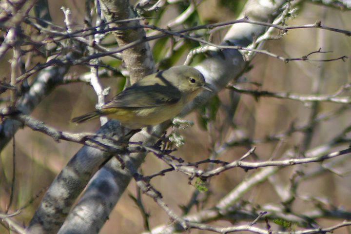 Orange-crowned Warbler photographed at Texas Rio Grande Valley in 2008