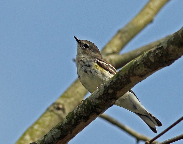 Yellow-rumped Warbler photographed at Bluebonnet Swamp Nature Center in 2014