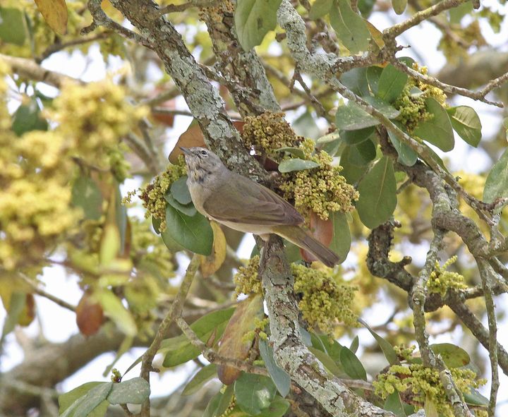 Orange-crowned Warbler photographed at Peveto Woods in 2014