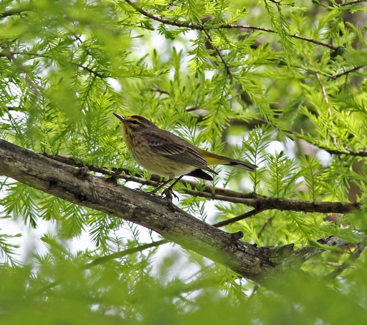 Palm Warbler photographed at Lockport Boardwalk in 2014