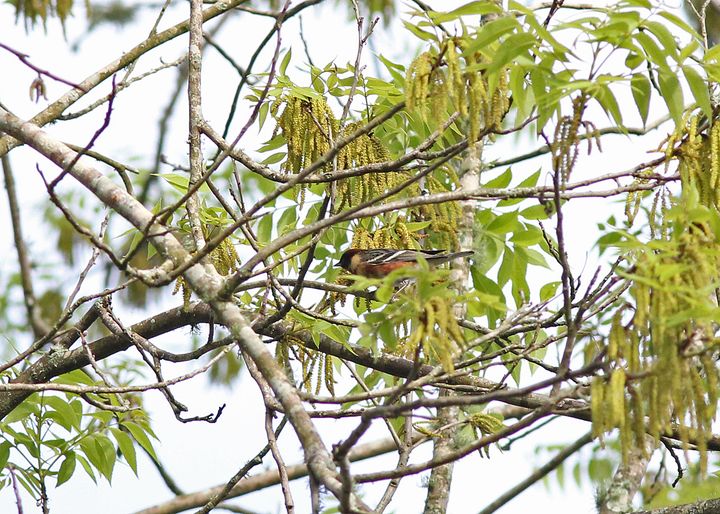 Bay-breasted Warbler photographed at St. Bernard Birding Festival in 2015