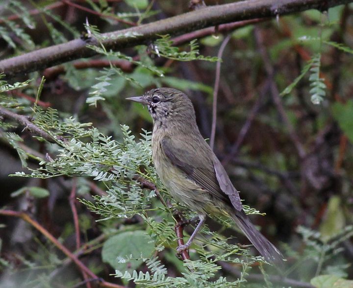 Orange-crowned Warbler photographed at Peveto Woods in 2015
