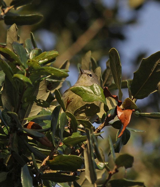 Pine Warbler photographed at Peveto Woods in 2015
