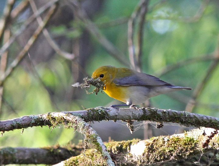Prothonotary Warbler photographed at Cypress Island Preserve in 2015