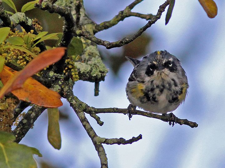 Yellow-rumped Warbler photographed at Lockport Boardwalk in 2016