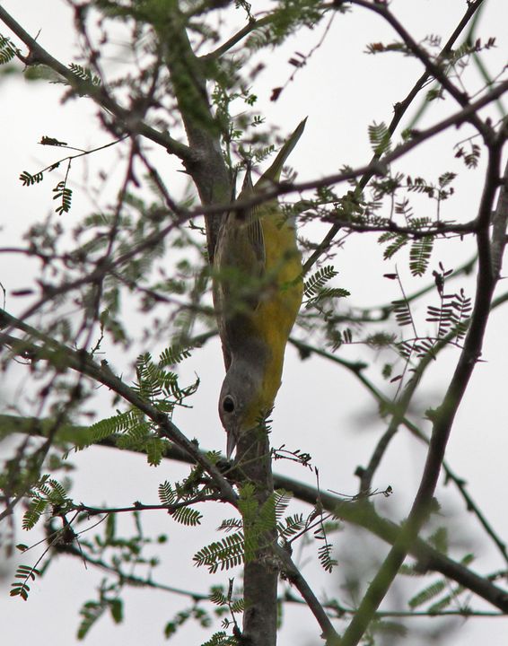 Nashville Warbler photographed at Arizona in 2016