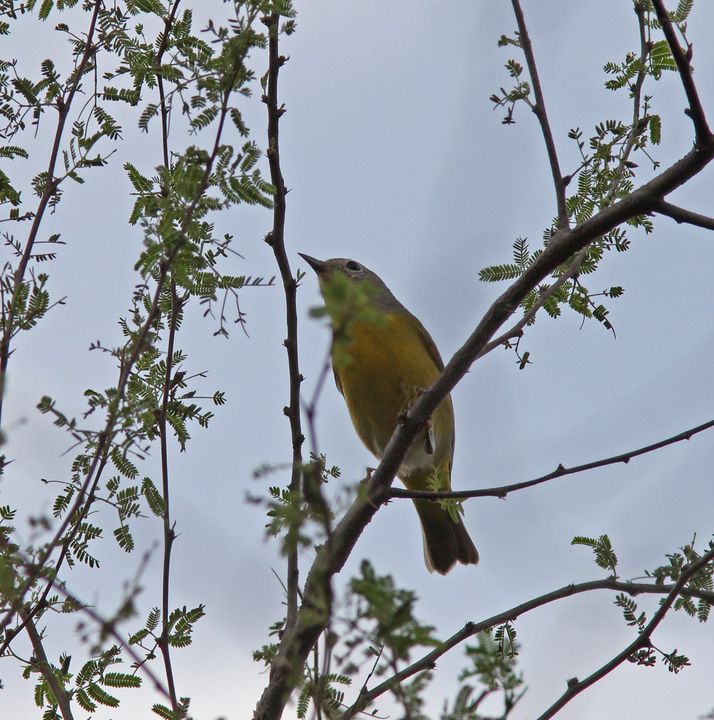 Nashville Warbler photographed at Arizona in 2016