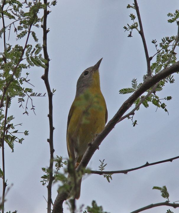 Nashville Warbler photographed at Arizona in 2016