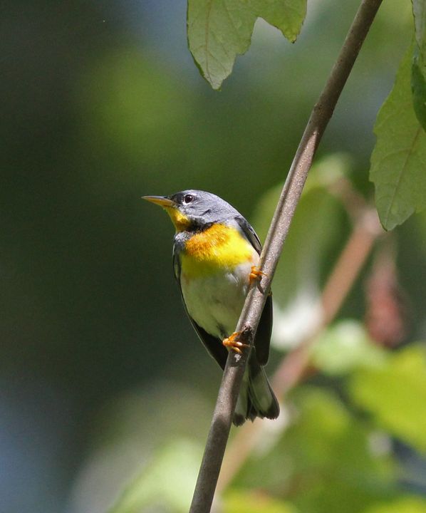 Northern Parula photographed at Jean Lafitte NWR in 2016