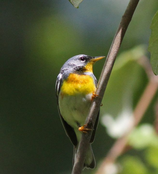 Northern Parula photographed at Jean Lafitte NWR in 2016