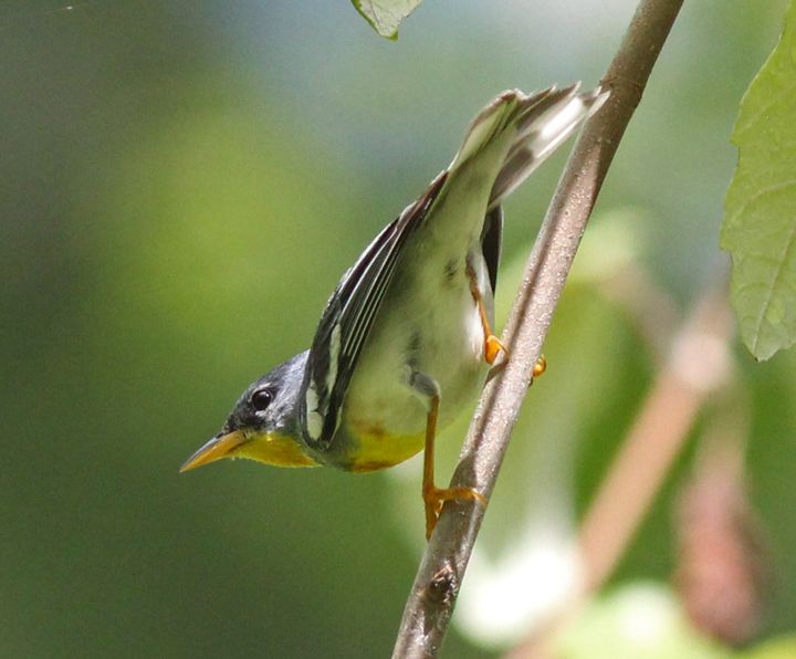Northern Parula photographed at Jean Lafitte NWR in 2016