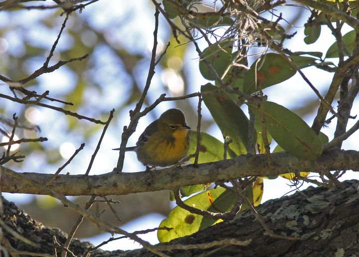 Pine Warbler photographed at Baton Rouge Christmas Bird Count in 2016