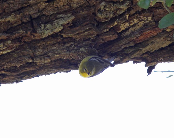 Pine Warbler photographed at Baton Rouge Christmas Bird Count in 2016