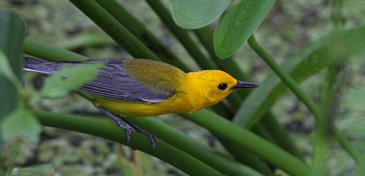 Prothonotary Warbler photographed at Jean Lafitte NWR in 2016