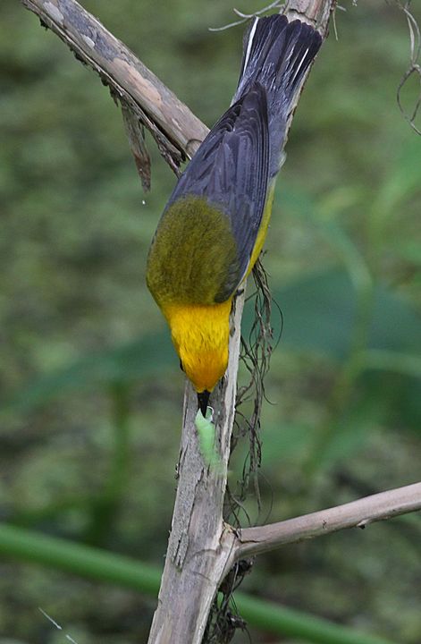 Prothonotary Warbler photographed at Jean Lafitte NWR in 2016