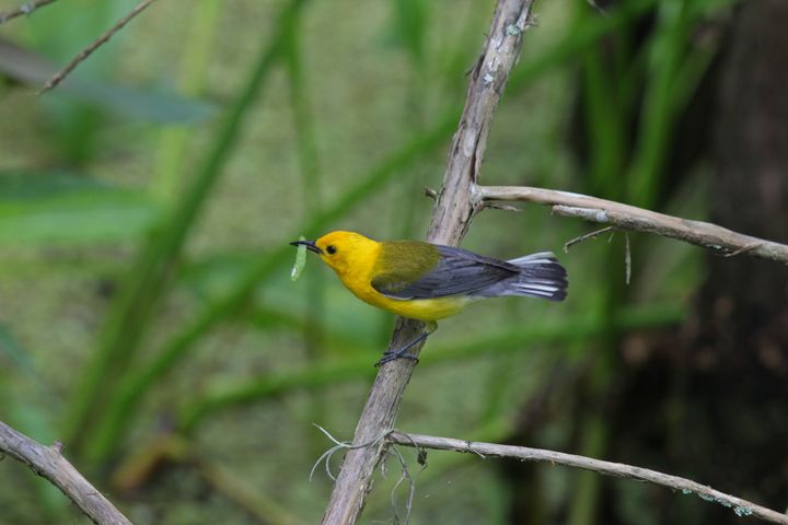Prothonotary Warbler photographed at Jean Lafitte NWR in 2016
