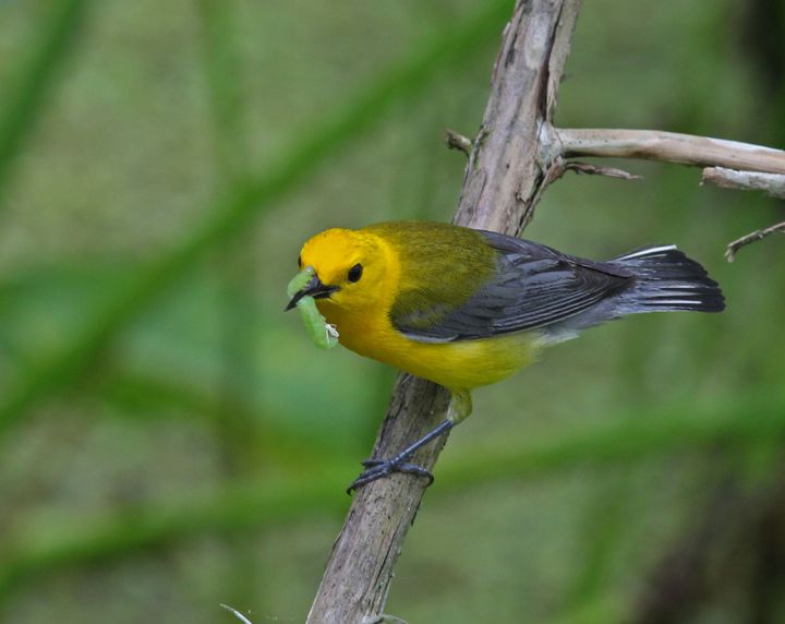 Prothonotary Warbler photographed at Jean Lafitte NWR in 2016