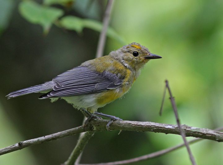 Prothonotary Warbler photographed at Jean Lafitte NWR in 2016