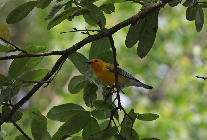 Prothonotary Warbler photographed at Lockport Boardwalk in 2016