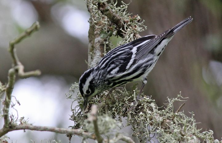 Black-and-white Warbler photographed at Peveto Woods in 2017