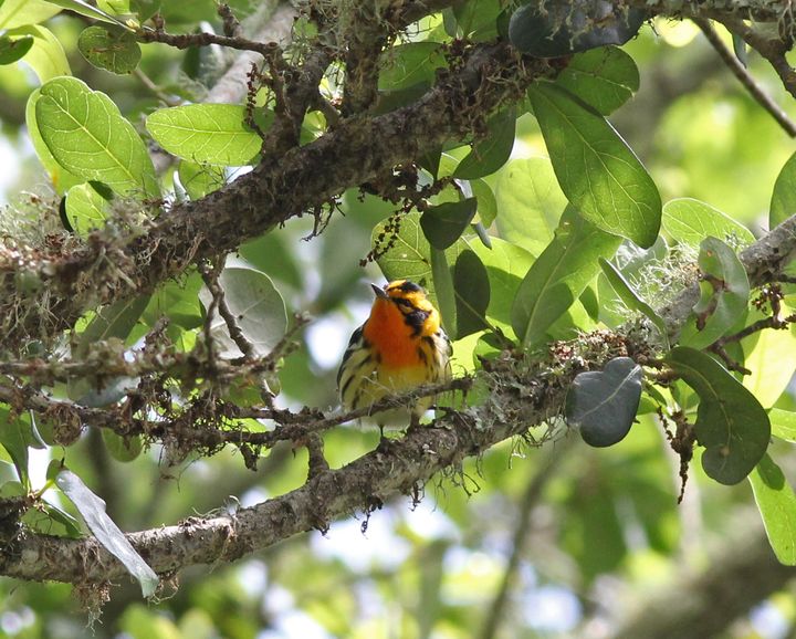 Blackburnian Warbler photographed at Peveto Woods in 2017