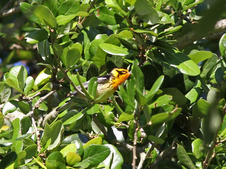 Blackburnian Warbler photographed at Peveto Woods in 2017