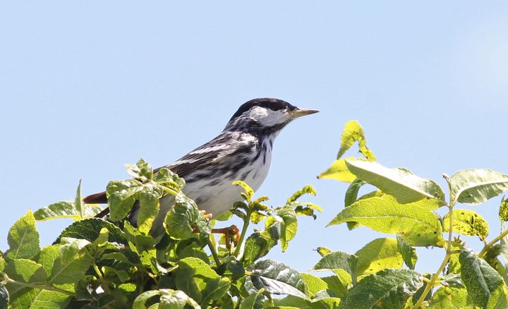 Blackpoll Warbler photographed at Elmer’s Island in 2017