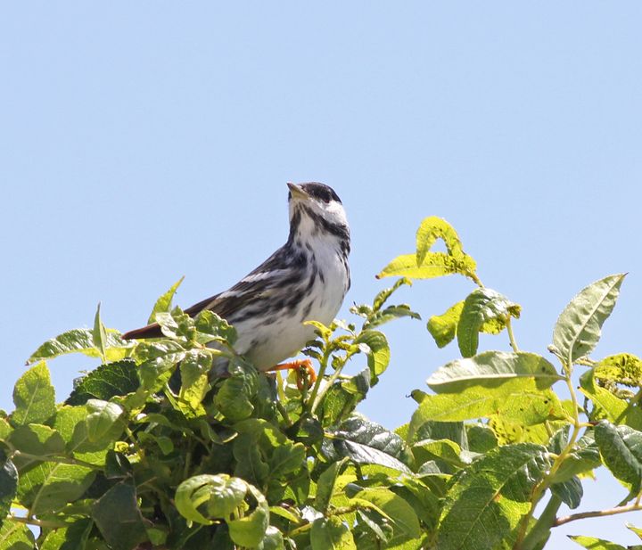 Blackpoll Warbler photographed at Elmer’s Island in 2017