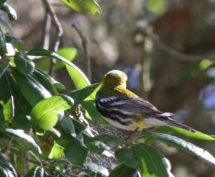 Black-throated Green Warbler photographed at Peveto Woods in 2017