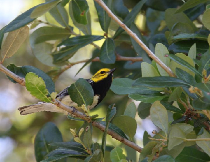 Black-throated Green Warbler photographed at Peveto Woods in 2017