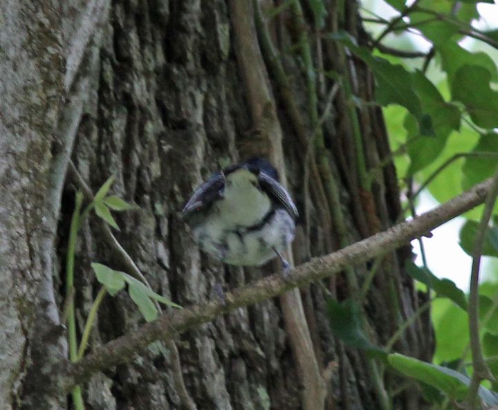 Cerulean Warbler photographed at Peveto Woods in 2017