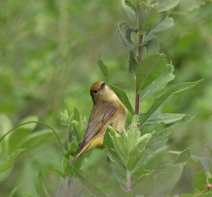 Common Yellowthroat photographed at Peveto Woods in 2017