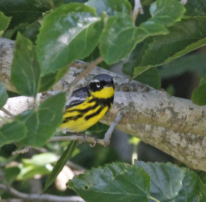 Magnolia Warbler photographed at Sabine Wetlands Walkway in 2017
