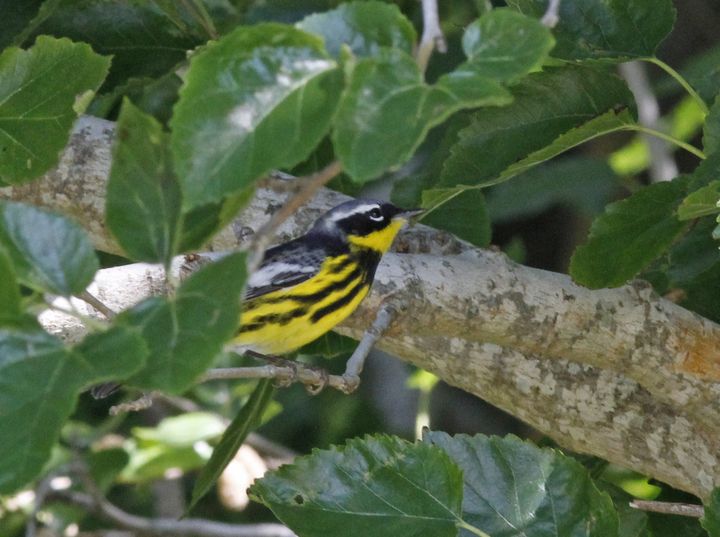 Magnolia Warbler photographed at Sabine Wetlands Walkway in 2017