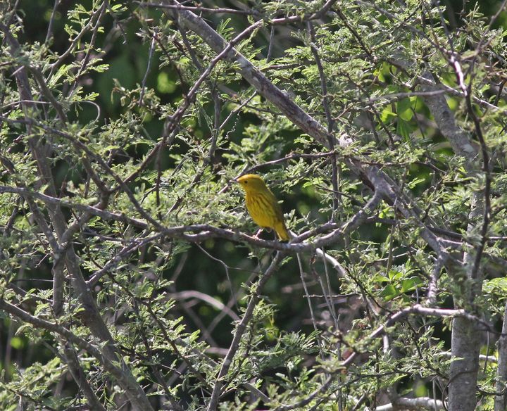 Yellow Warbler photographed at Peveto Woods in 2017