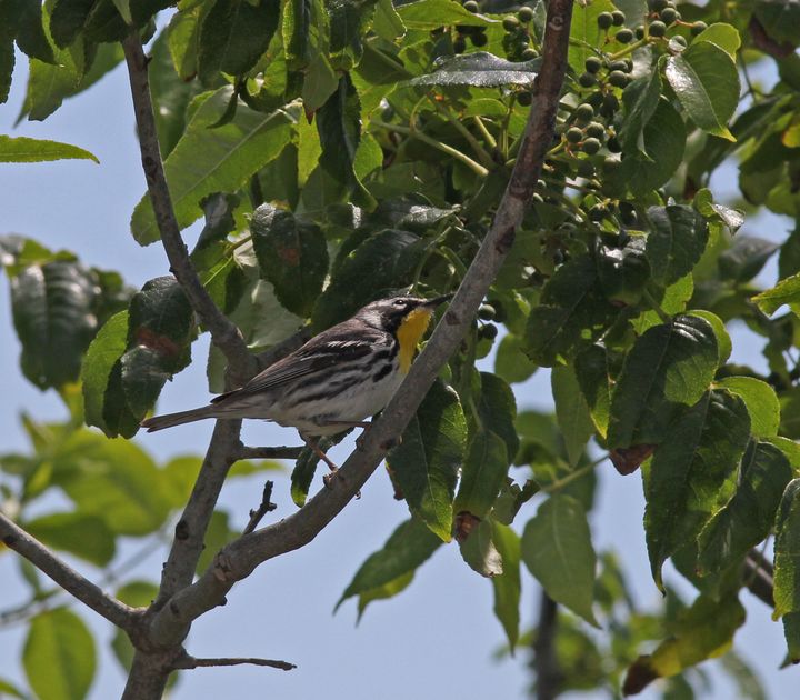 Yellow-throated Warbler photographed at Elmer’s Island in 2017