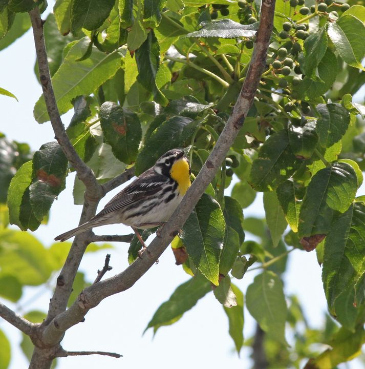 Yellow-throated Warbler photographed at Elmer’s Island in 2017