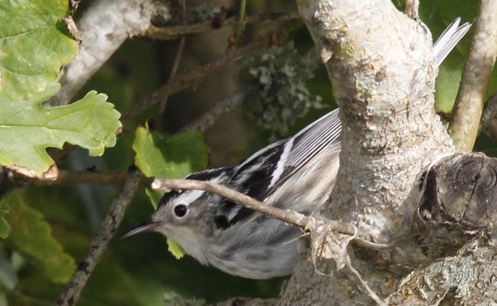 Black-and-white Warbler photographed at Sabine Wetlands Walkway in 2018